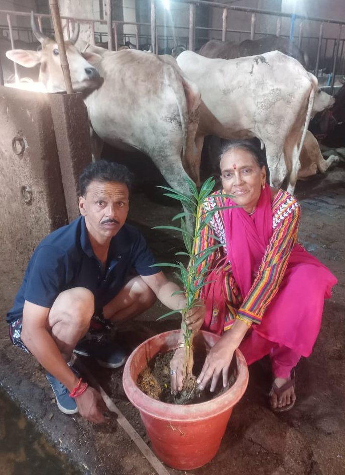 गौशाला में पौधा रोपित करतीं गौसेविका कृष्णा गुप्ता
